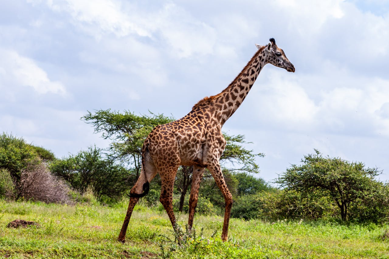 Services Giraffe walking in a lush safari environment in Kajiado County, Kenya.
