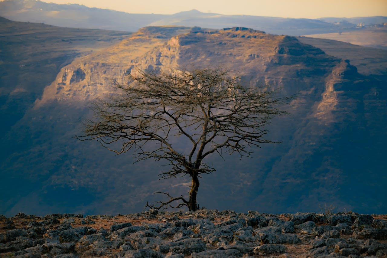 Services A solitary tree on a rocky cliff overlooks vast, rugged mountains at sunset, showcasing natures raw beauty.