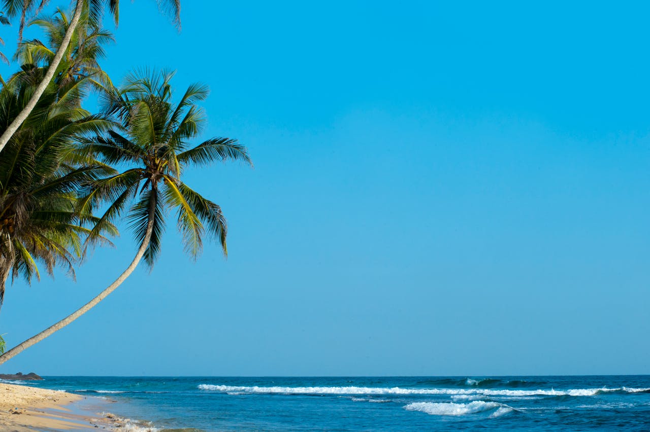 Home A peaceful tropical beach with palm trees and a clear blue sky in Unawatuna, Sri Lanka.