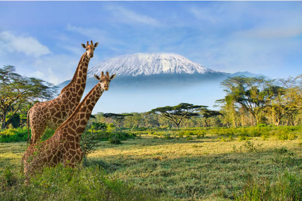 giraffen und der kilimandscharo im amboseli nationalpark